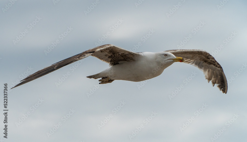 Obraz premium seagull flying in the sky