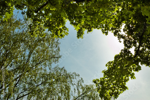 Fototapeta Naklejka Na Ścianę i Meble -  blue sky and trees, bottom view
