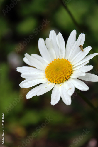 Daisy flower closeup