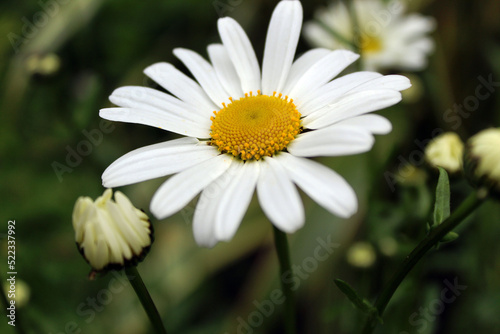 Daisy in the Grass