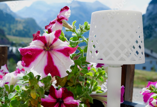 Colourful flowers growing outside on the terrace at summertime in Pyrenees mountains, Candanchu resort, Spain photo