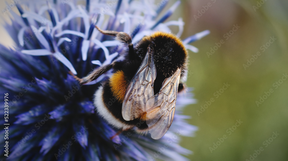 bee on a flower