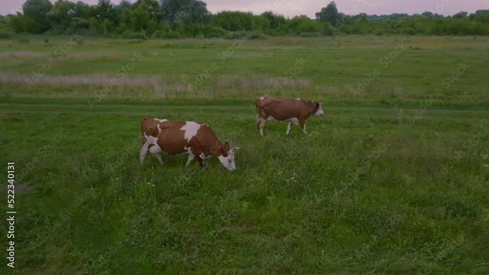 Aerial video filming from a drone. Cows walk on a green meadow. Pasture for cattle. Green grass. Agriculture. Farm. Aerial video filming from a drone. Cows walk on a green meadow. Pasture for cattle. Green grass. Agriculture. Farm.