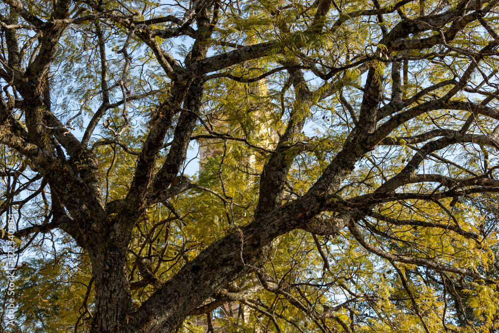 Obraz premium Árvore em outono