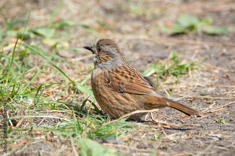 Dunnock resting on the ground Dunnock resting on the ground