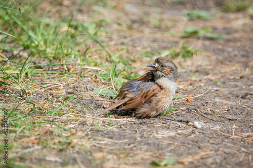 Dunnock juvenile onn the ground.