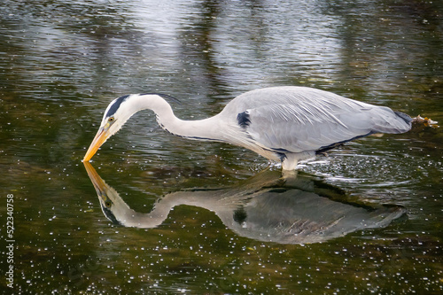 Heron hunting with its beak just probing the water. photo