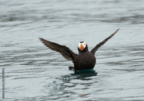 Tufted Puffin in Kachemak Bay, Alaska