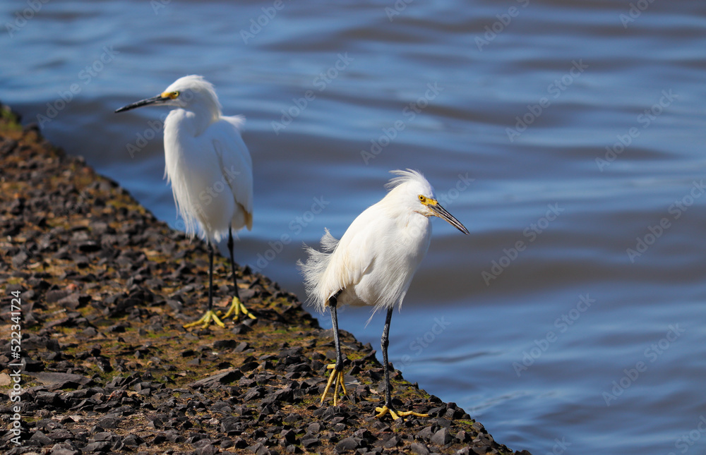Beautiful Snowy egret on the banks of the river in Tramandaí in Rio Grande do Sul, Brazil. Beautiful Snowy egret on the banks of the river in Tramandaí in Rio Grande do Sul, Brazil.