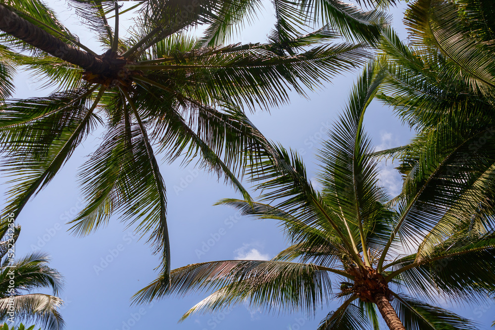 Coconut palm tree leaves on blue sky	