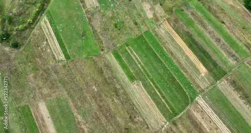Large group of white storks circles above lands, top view