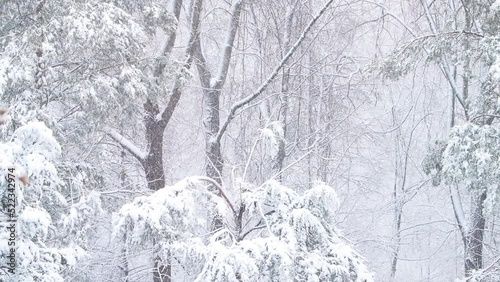 Falling winter snowing snowflakes with snow covered forest trees branches at heavy snowstorm storm in rural countryside country of Virginia with wind windy weather