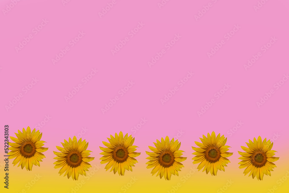 Fototapeta premium Decoration with sunflowers on a pink yellow background. Arranged sunflowers. Empty space above.