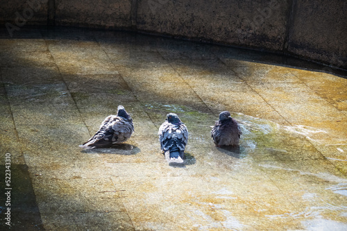 Three gray doves in water in fountain