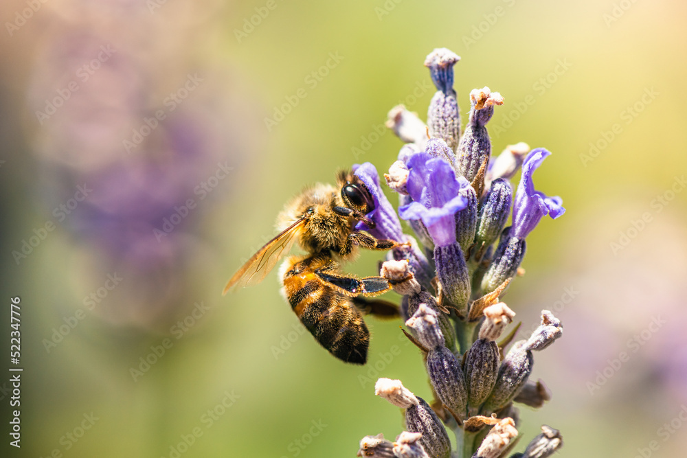 European Honey Bee or Western Honey Bee, Apis mellifera on lavender flowers European Honey Bee or Western Honey Bee, Apis mellifera on lavender flowers