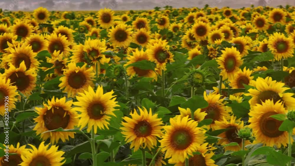 Close-up video of sunflowers. Sunflower field. Yellow flowers with seeds. Botany. Drone video 4k footage Close-up video of sunflowers. Sunflower field. Yellow flowers with seeds. Botany. Drone video 4k footage