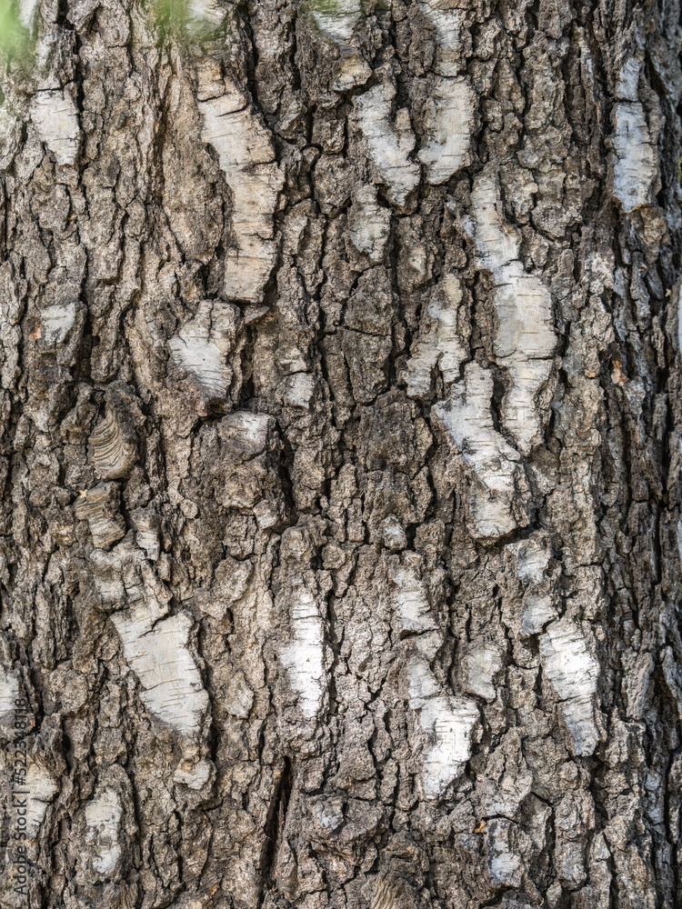 Fototapeta premium The texture of the birch bark. Birch bark background