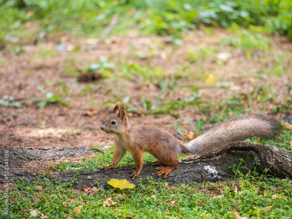 Squirrel in autumn hides nuts on the green grass with fallen yellow leaves Squirrel in autumn hides nuts on the green grass with fallen yellow leaves