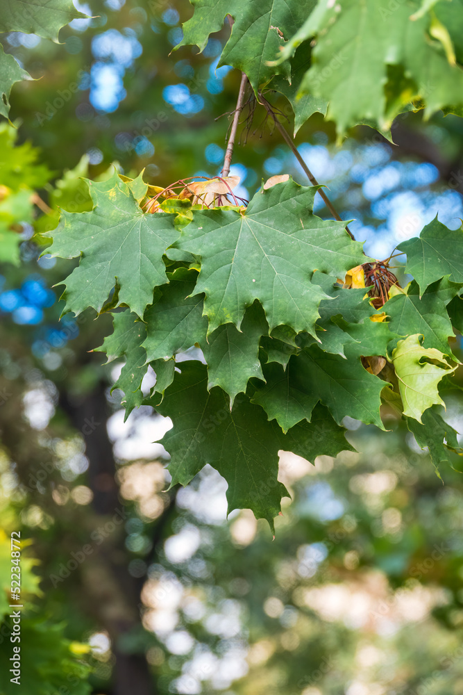 Summer branches of maple tree with fresh green leaves