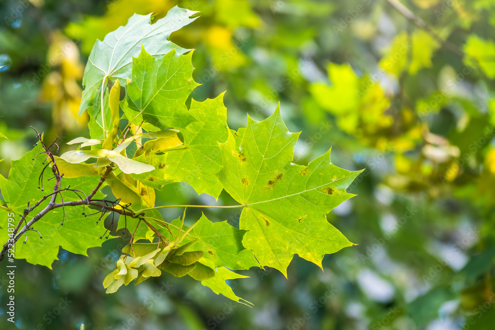 Maple branches with green and yellow leaves in autumn, in the light of sunset. Maple branches with green and yellow leaves in autumn, in the light of sunset.