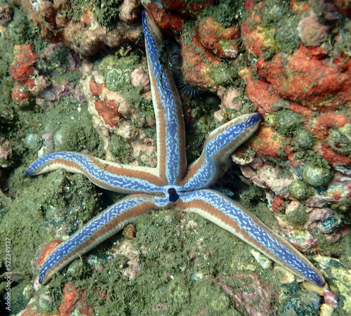 Costa Rica Pacific sea life.
