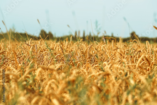 Wheat field. The concept of the global food crisis
