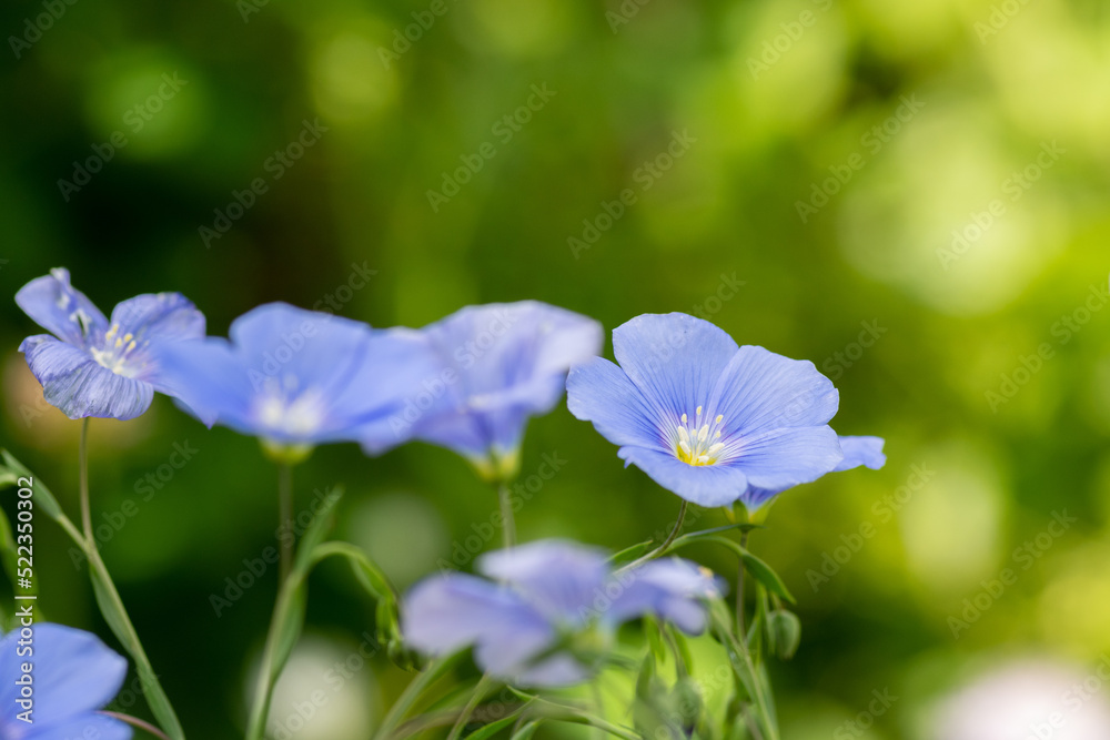 満開のアマの花
満開のアマの花