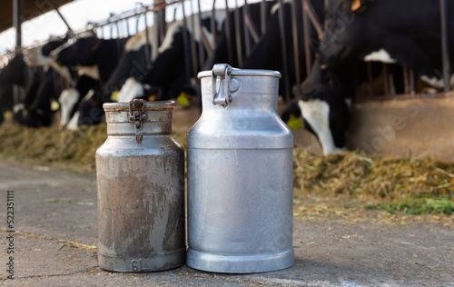 Closeup of aluminum cans with fresh cow milk standing outdoors on blurred background of open cowshed. Natural dairy production concept