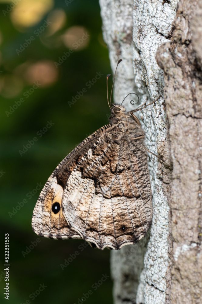 Obraz premium Hipparchia fagi - Woodland grayling - Sylvandre - Grand sylvandre
