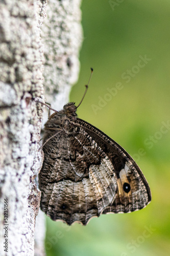 Hipparchia fagi - Woodland grayling - Sylvandre - Grand sylvandre