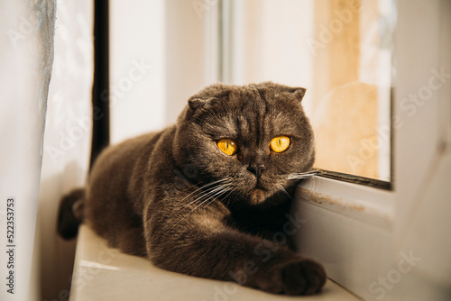 Fototapeta Naklejka Na Ścianę i Meble -  cat on window sill