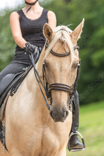 Dressage riding: Portrait of a bridled palomino kinsky horse