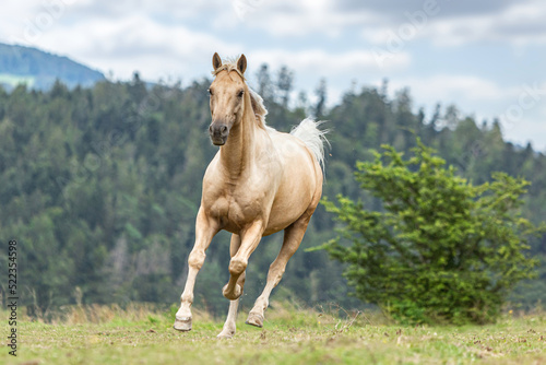 Portrait of a beautiful palomino kinsky horse gelding galloping across a pasture in summer outdoors