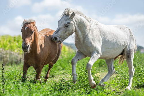 Portrait of two shetland ponies playing on a pasture in summer outdoors