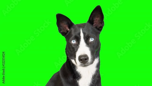 Black and white mixed breed dog on green screen isolated with chroma key, real shot. Portrait of a dog with blue eyes. looking at camera