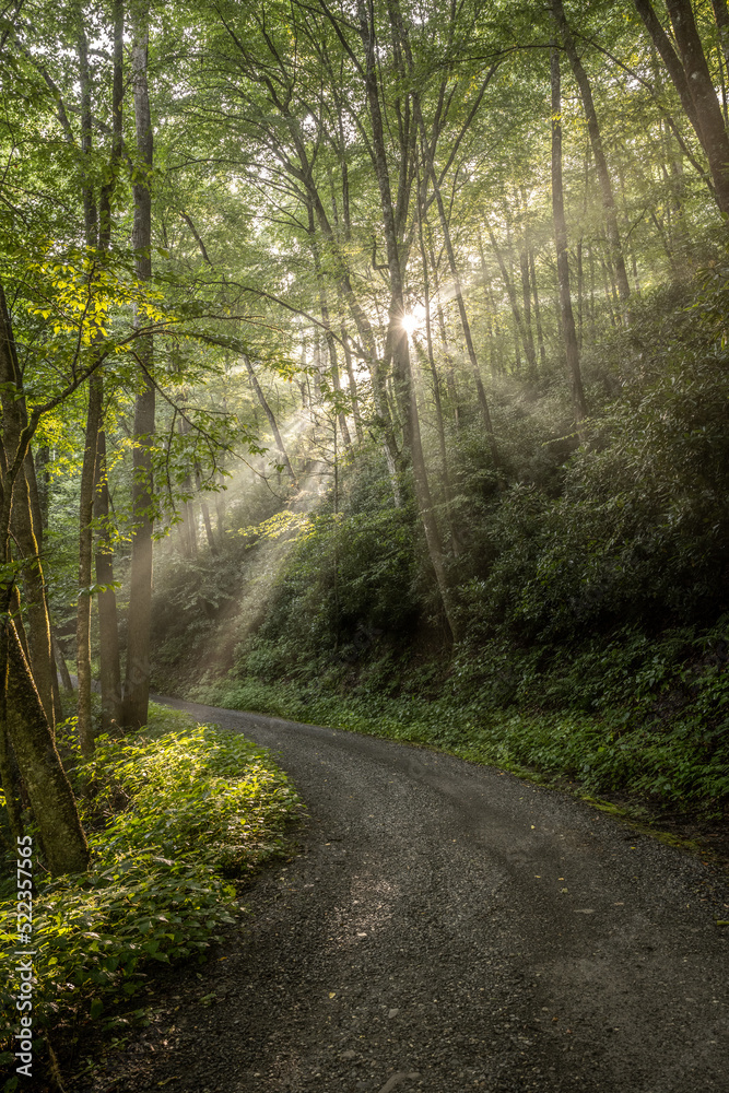 Obraz premium Bright Morning Sun Highlights The Thin Fog Over Balsam Mountain Road