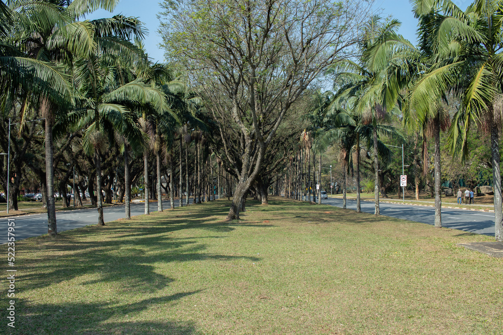 Grass field, rows of palm trees and a big tree in the middle