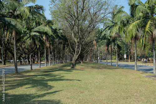 Grass field, rows of palm trees and a big tree in the middle