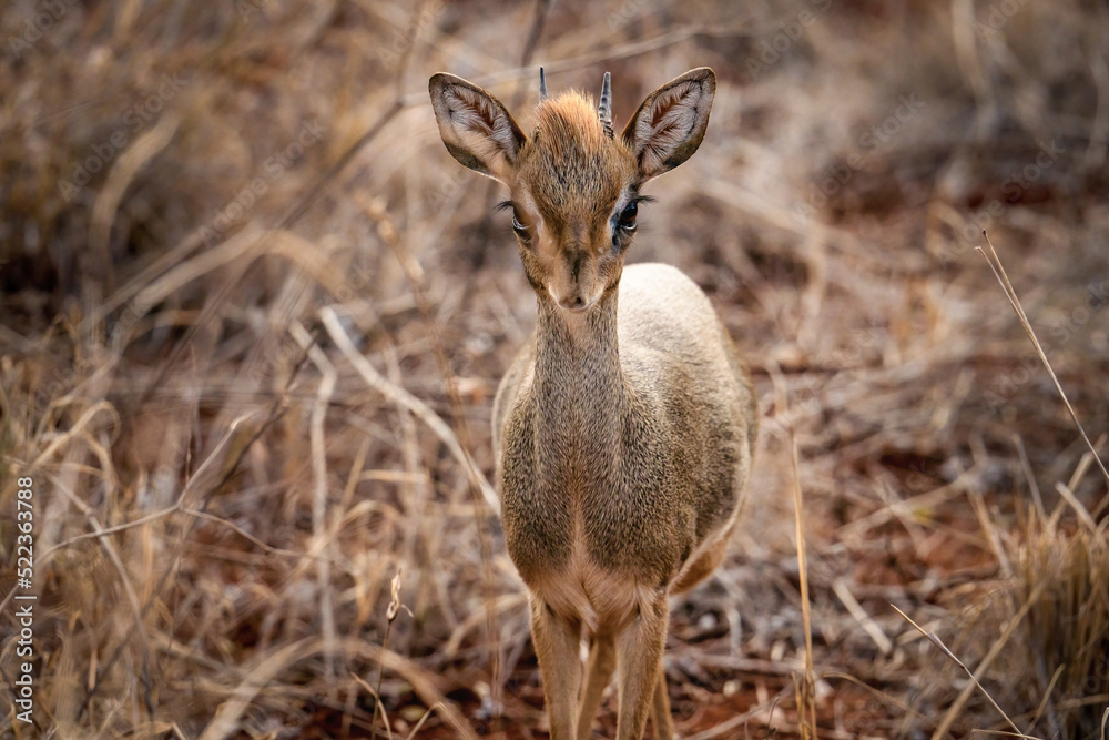 Obraz premium Kirk's dik dik standing in savanna grassland at Masai Mara National Reserve Kenya