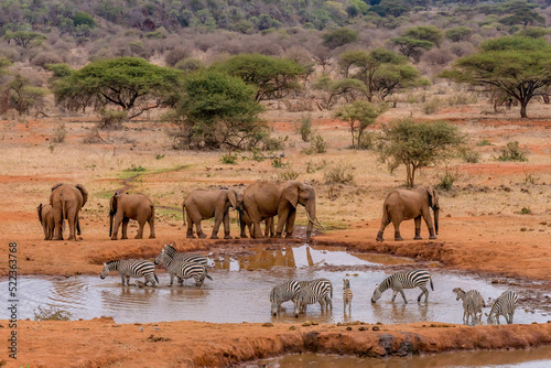 Photography herd of African elephants together having water at Amboseli national park Kenya