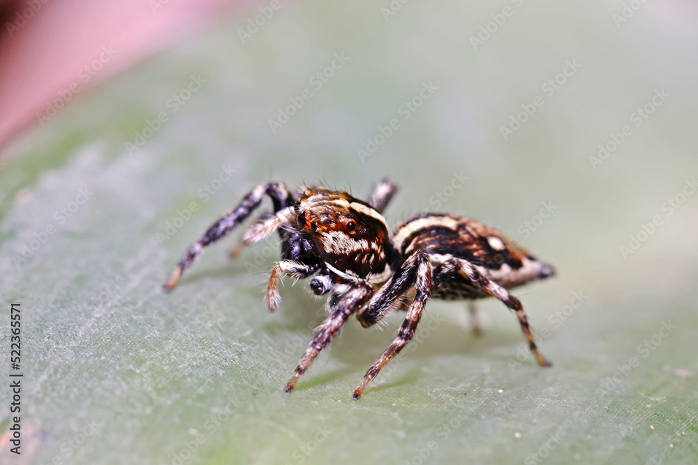 A jumper spider on a leaf A jumper spider on a leaf