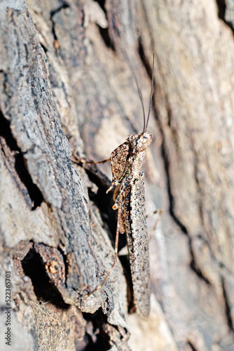 A brown grasshopper on the tree