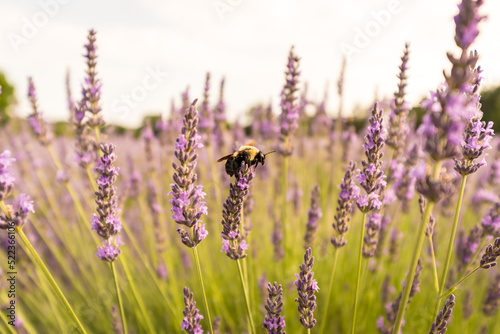 lavender flowers and a bee