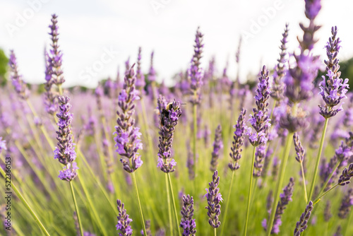 lavender flowers and a bee © Yupeng
