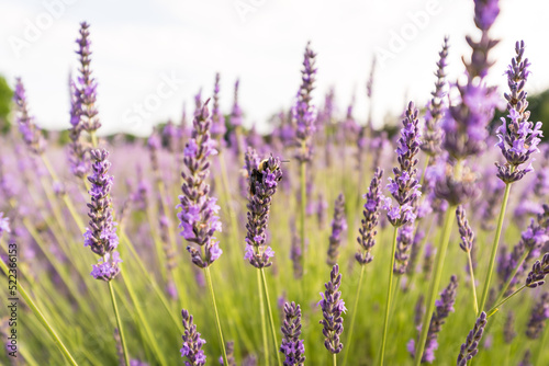 lavender flowers and a bee