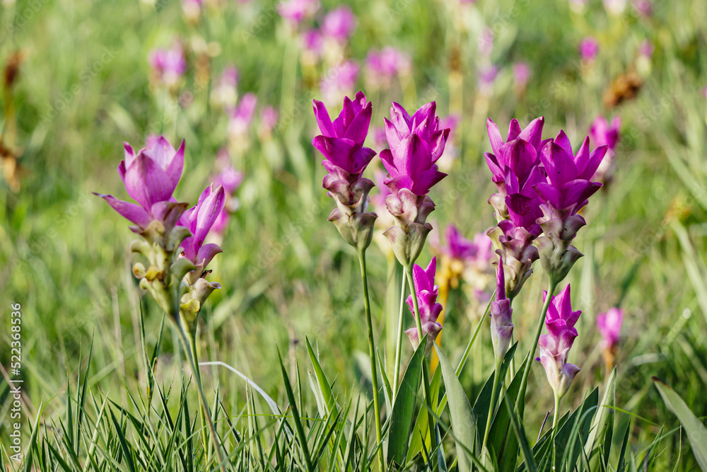 The siam tulip on green field in the morning The siam tulip on green field in the morning