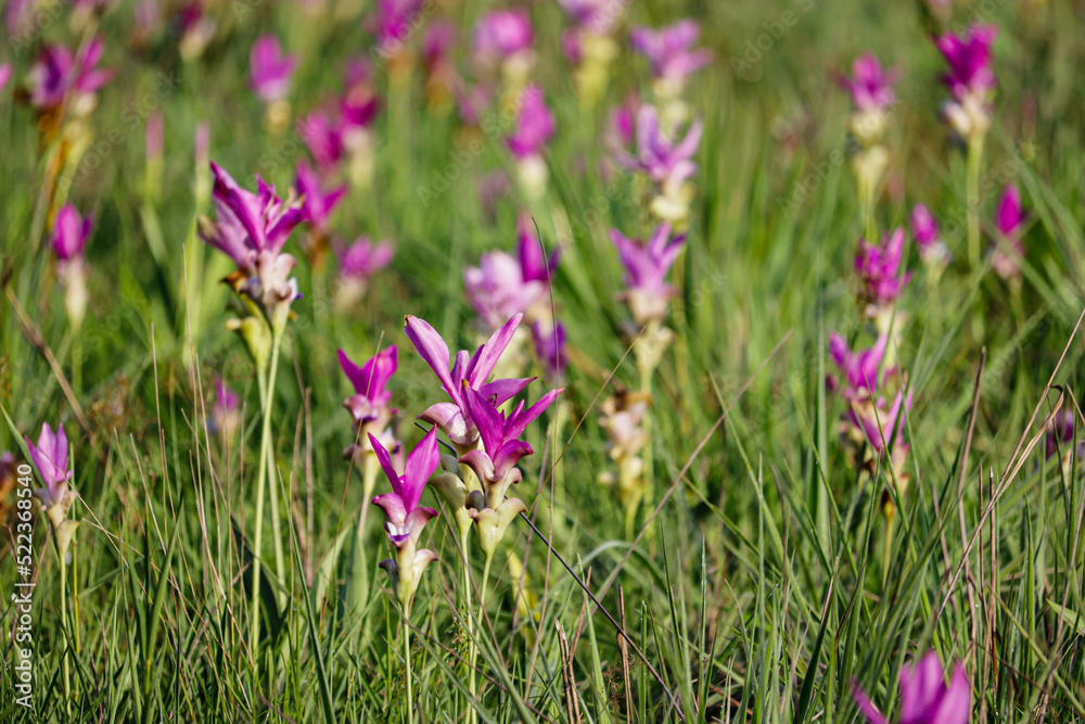 The siam tulip on green field in the morning The siam tulip on green field in the morning