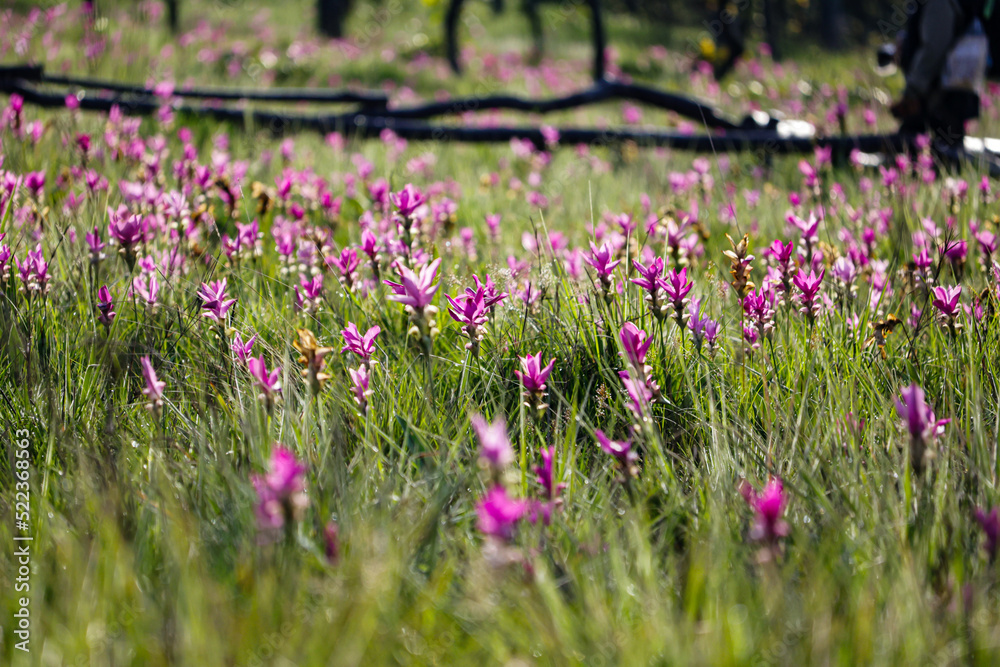 Obraz premium The siam tulip on green field in the morning