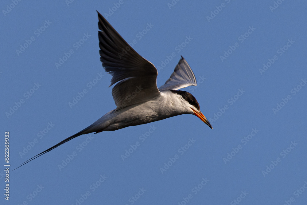 Fototapeta premium Forster's tern flying in beautiful light 