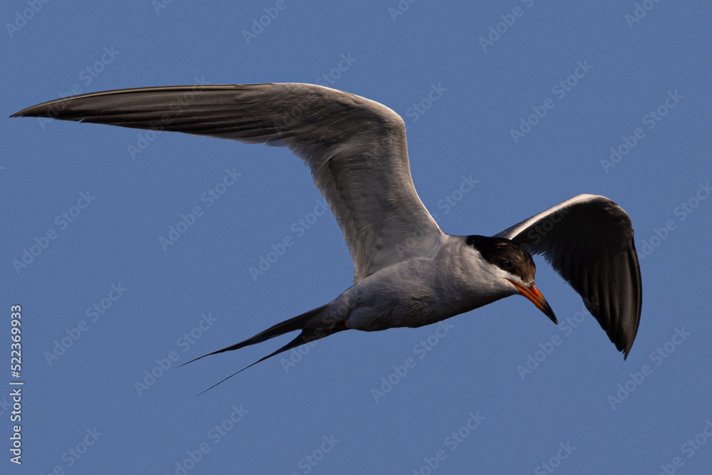 Obraz premium Forster's tern flying in beautiful light 